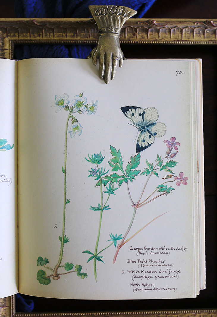 八尾専用店/ 3月中旬入荷/イギリスエディスホールデン国花日記// - 本・絵本 - 紙 ゴールド